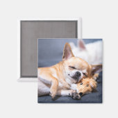 Niedliche Kleintiere | Rothaariger Chihuahua-Hund Magnet (Vorderseite/Rückseite)