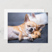 Niedliche Kleintiere | Rothaariger Chihuahua-Hund Postkarte (Vorne/Hinten)