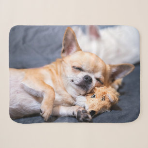 Niedliche Kleintiere Rothaariger Chihuahua-Hund Sherpadecke