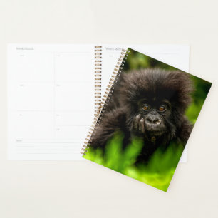 Niedliche Kleintiere Säugling Gorilla Planer