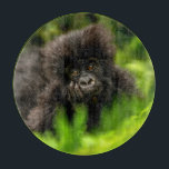 Niedliche Kleintiere | Säugling Gorilla Schneidebrett<br><div class="desc">Dieses Getty Niedliche Baby Animals Foto verfügt über einen Säugling Berggorilla wird unter der Vegetation im Wald in einem nahen Blick gesehen. Es ist vor, der Körper seiner Mutter wird auf seinem Rücken gesehen. Der Fokus liegt auf Kopf und Schultern. Es schaut auf die Kamera. Es ist vorne. Es sieht...</div>
