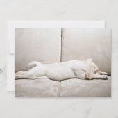 Niedliche Kleintiere | Schläfengelbes Labrador-Wel Dankeskarte (Vorderseite)