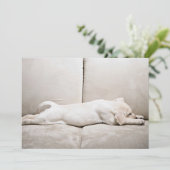 Niedliche Kleintiere | Schläfengelbes Labrador-Wel Dankeskarte (Stehend Vorderseite)