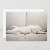 Niedliche Kleintiere | Schläfengelbes Labrador-Wel Dankeskarte (Vorne/Hinten)