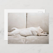 Niedliche Kleintiere | Schläfengelbes Labrador-Wel Postkarte (Vorne/Hinten)