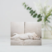 Niedliche Kleintiere | Schläfengelbes Labrador-Wel Postkarte (Stehend Vorderseite)