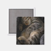 Niedliche Kleintiere | Schlaftablett Magnet (Vorderseite/Rückseite)