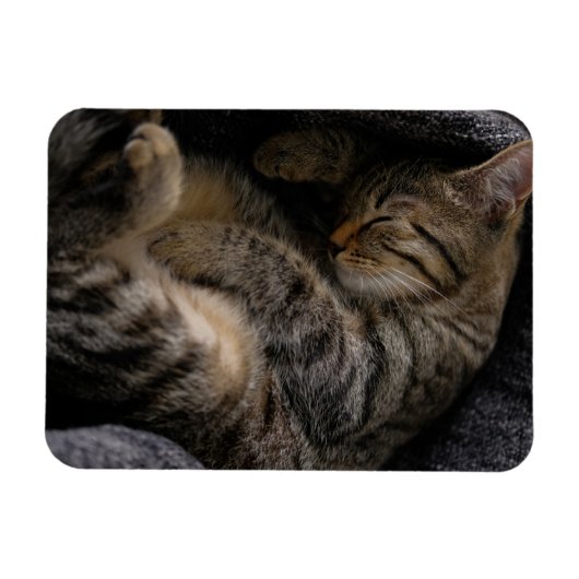 Niedliche Kleintiere | Schlaftablett Magnet (Horizontal)