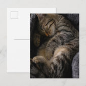 Niedliche Kleintiere | Schlaftablett Postkarte (Vorne/Hinten)
