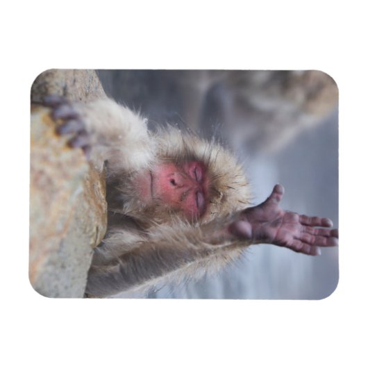 Niedliche Kleintiere | Schneeaffe Magnet (Horizontal)