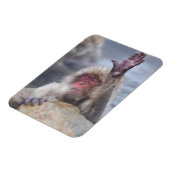 Niedliche Kleintiere | Schneeaffe Magnet (Linke Seite)