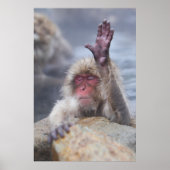 Niedliche Kleintiere | Schneeaffe Poster (Vorne)