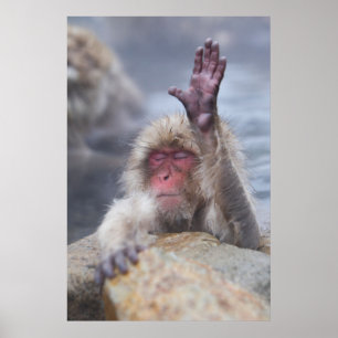 Niedliche Kleintiere   Schneeaffe Poster