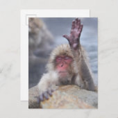 Niedliche Kleintiere | Schneeaffe Postkarte (Vorne/Hinten)