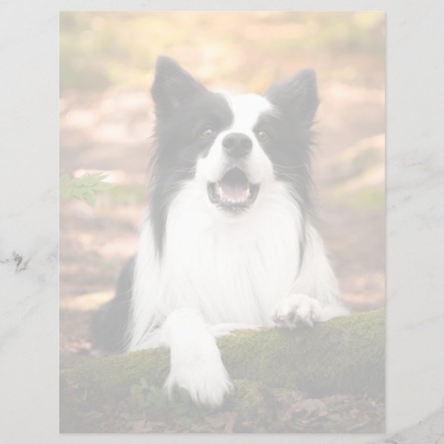 Niedliche Kleintiere | Schwarz-Weiß-Border-Collie (Vorderseite)