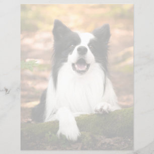 Niedliche Kleintiere   Schwarz-Weiß-Border-Collie