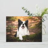 Niedliche Kleintiere | Schwarz-Weiß-Border-Collie Dankeskarte (Stehend Vorderseite)
