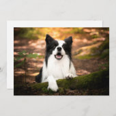Niedliche Kleintiere | Schwarz-Weiß-Border-Collie Dankeskarte (Vorne/Hinten)