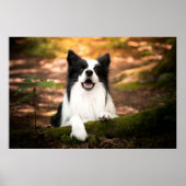 Niedliche Kleintiere | Schwarz-Weiß-Border-Collie Poster (Vorne)