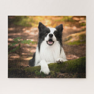 Niedliche Kleintiere Schwarz-Weiß-Border-Collie Puzzle