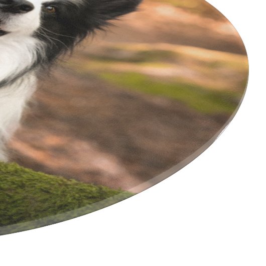 Niedliche Kleintiere | Schwarz-Weiß-Border-Collie Schneidebrett (Ecke)