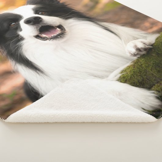 Niedliche Kleintiere | Schwarz-Weiß-Border-Collie Sherpadecke (3/4)