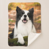Niedliche Kleintiere | Schwarz-Weiß-Border-Collie Sherpadecke (Vorderseite)