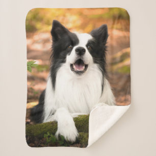 Niedliche Kleintiere   Schwarz-Weiß-Border-Collie Sherpadecke