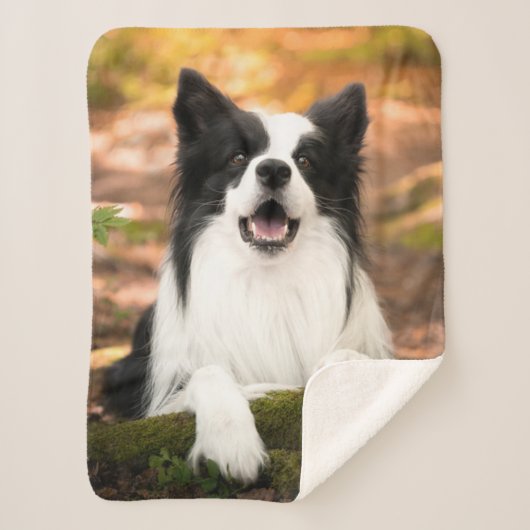 Niedliche Kleintiere | Schwarz-Weiß-Border-Collie Sherpadecke (Vorderseite)