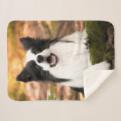 Niedliche Kleintiere | Schwarz-Weiß-Border-Collie Sherpadecke (Vorderseite (Horizontal))