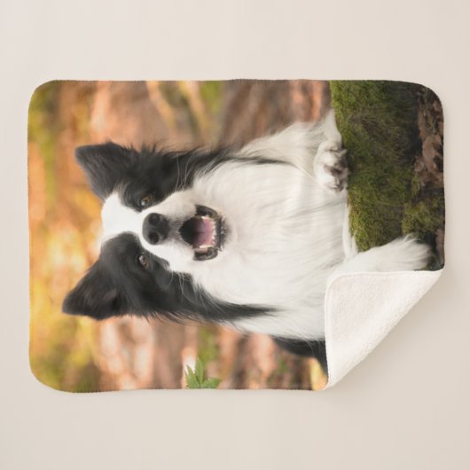 Niedliche Kleintiere | Schwarz-Weiß-Border-Collie Sherpadecke (Vorderseite (Horizontal))