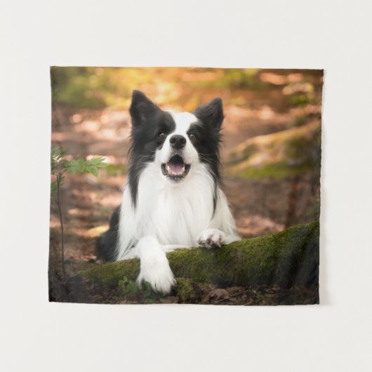 Niedliche Kleintiere | Schwarz-Weiß-Border-Collie Wandteppich (Vorderseite (Horizontal))