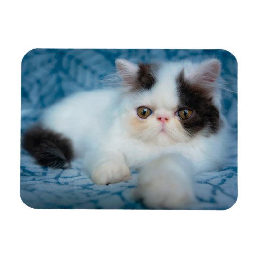 Niedliche Kleintiere | Schwarze und weiße Kätzchen Magnet (Horizontal)
