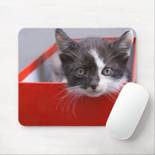 Niedliche Kleintiere Schwarze und weiße Kätzchen Mousepad