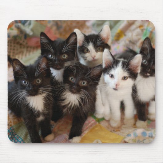 Niedliche Kleintiere | Schwarze und weiße Kätzchen Mousepad (Vorne)