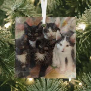 Niedliche Kleintiere   Schwarze und weiße Kätzchen Ornament Aus Glas