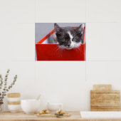 Niedliche Kleintiere | Schwarze und weiße Kätzchen Poster (Küche)