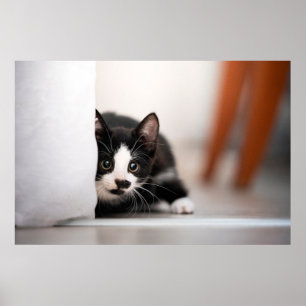 Niedliche Kleintiere   Schwarze und weiße Kätzchen Poster