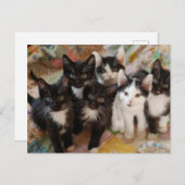 Niedliche Kleintiere | Schwarze und weiße Kätzchen Postkarte (Vorne/Hinten)