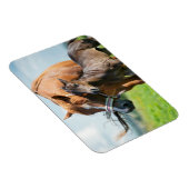 Niedliche Kleintiere | Schwarzer Fohlen mit Mama Magnet (Rechte Seite)