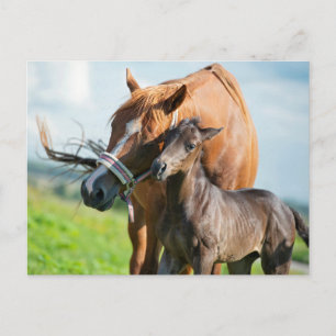 Niedliche Kleintiere Schwarzer Fohlen mit Mama Postkarte