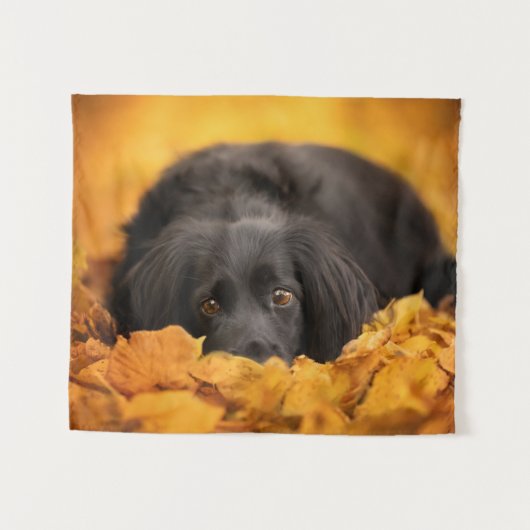 Niedliche Kleintiere | Schwarzer Spanierwelpen Wandteppich (Vorderseite (Horizontal))