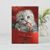 Niedliche Kleintiere | Scottish Fold Kitten Dankeskarte (Stehend Vorderseite)