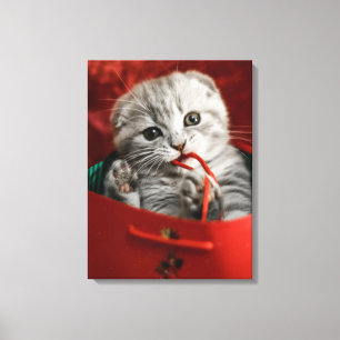 Niedliche Kleintiere   Scottish Fold Kitten Leinwanddruck