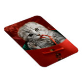 Niedliche Kleintiere | Scottish Fold Kitten Magnet (Rechte Seite)