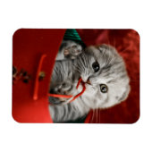 Niedliche Kleintiere | Scottish Fold Kitten Magnet (Horizontal)