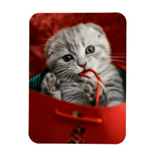 Niedliche Kleintiere Scottish Fold Kitten Magnet