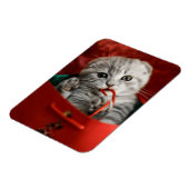 Niedliche Kleintiere | Scottish Fold Kitten Magnet (Linke Seite)