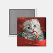 Niedliche Kleintiere | Scottish Fold Kitten Magnet (Vorderseite/Rückseite)