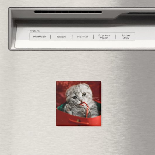 Niedliche Kleintiere | Scottish Fold Kitten Magnet (In Situ (Geschirrspüler))